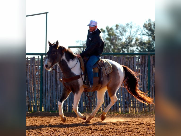 American Paint Horse Gelding 10 years 15,1 hh Tobiano-all-colors in Lipan TX