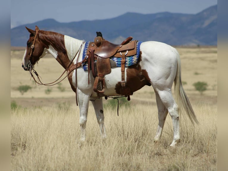 American Paint Horse Gelding 10 years 15,1 hh Tobiano-all-colors in Nogales AZ