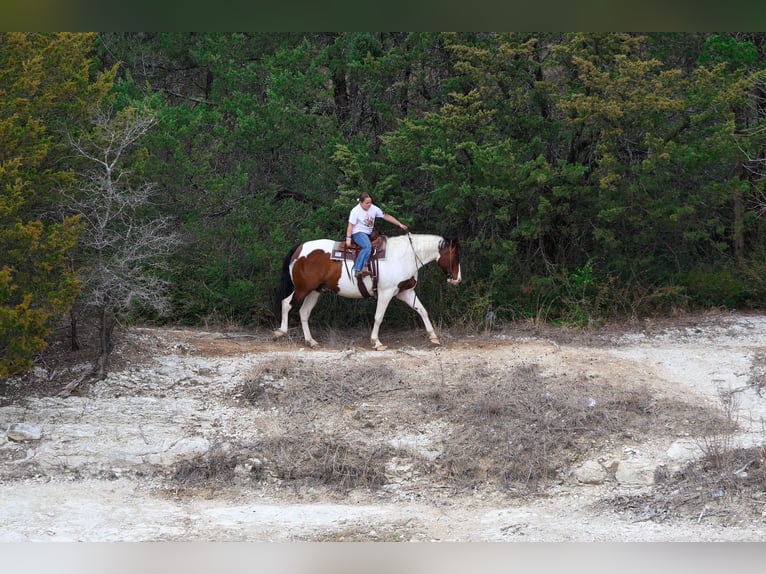 American Paint Horse Mix Gelding 10 years 15,3 hh Pinto in Forney