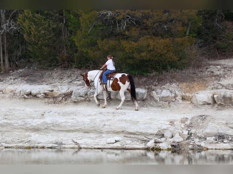 American Paint Horse Mix Gelding 10 years 15,3 hh Pinto in Forney