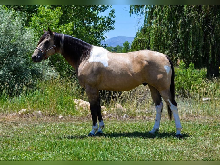 American Paint Horse Gelding 10 years 16 hh Buckskin in Fort Collins CO