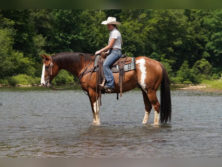 American Paint Horse Gelding 10 years Pinto in Clarion