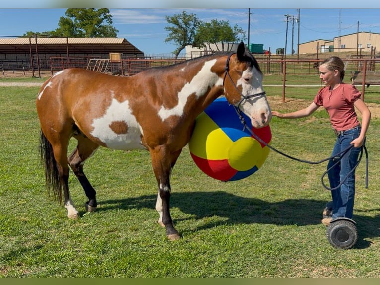 American Paint Horse Gelding 10 years Pinto in Weatherford