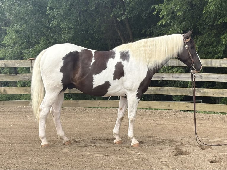American Paint Horse Gelding 10 years Pinto in Burgettstown
