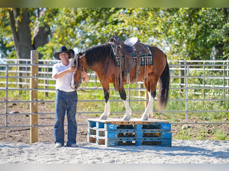 American Paint Horse Gelding 10 years Tobiano-all-colors in Independence IA