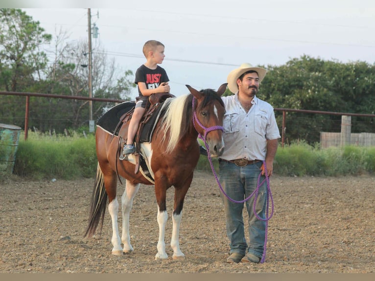 American Paint Horse Gelding 11 years 13,2 hh Tobiano-all-colors in Stephenville TX