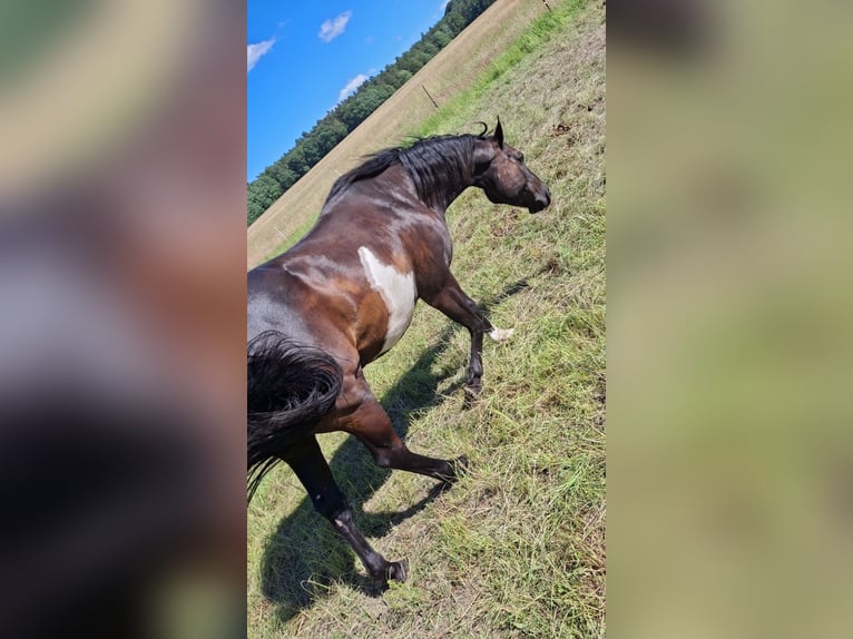American Paint Horse Gelding 11 years 14.2 hh Overo-all-colors in Merzalben