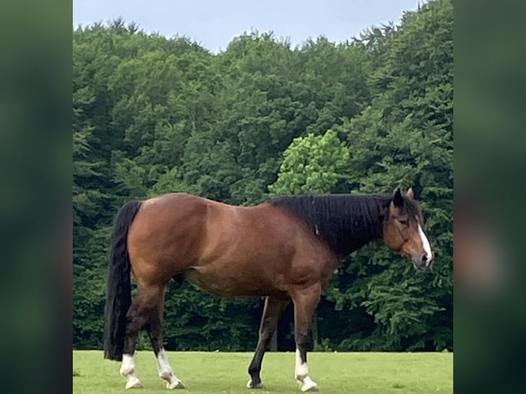American Paint Horse Gelding 11 years 14.3 hh Brown in Holzbunge