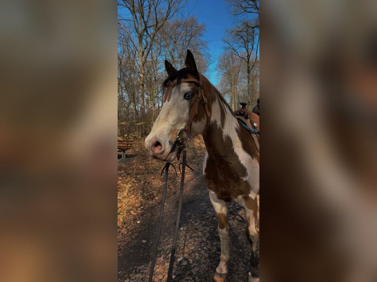 American Paint Horse Mix Gelding 11 years 14.3 hh Pinto in Kusel