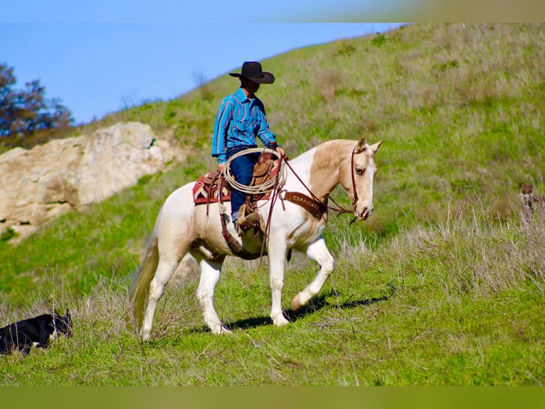 American Paint Horse Gelding 11 years 14.3 hh Tobiano-all-colors in Paicines CA