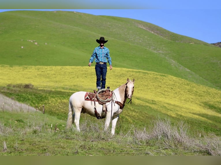 American Paint Horse Gelding 11 years 14.3 hh Tobiano-all-colors in Paicines CA