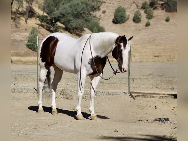 American Paint Horse Gelding 11 years 14,3 hh Tobiano-all-colors in Paicines CA