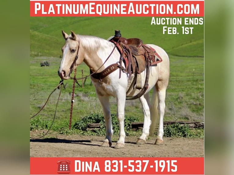 American Paint Horse Gelding 11 years 14.3 hh Tobiano-all-colors in Paicines CA