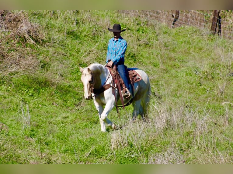 American Paint Horse Gelding 11 years 14.3 hh Tobiano-all-colors in Paicines CA