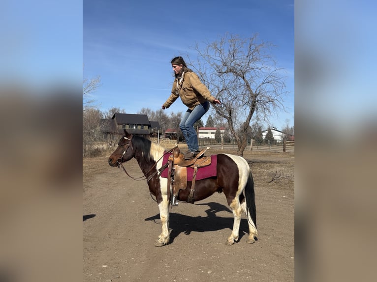 American Paint Horse Gelding 11 years 14 hh Tobiano-all-colors in Fort Collins