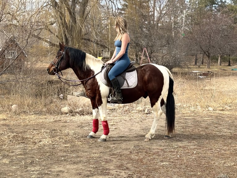 American Paint Horse Gelding 11 years 14 hh Tobiano-all-colors in Fort Collins