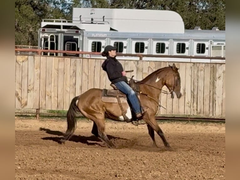 American Paint Horse Gelding 11 years 14,2 hh Dun in Dennis