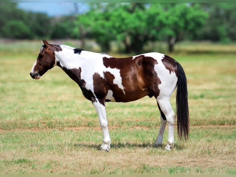 American Paint Horse Gelding 11 years 14,2 hh Tobiano-all-colors in Stephenville TX