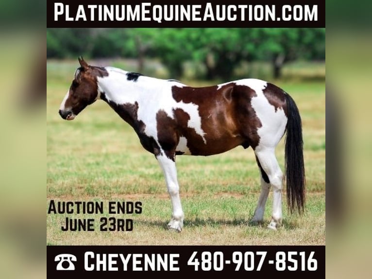 American Paint Horse Gelding 11 years 14,2 hh Tobiano-all-colors in Stephenville TX
