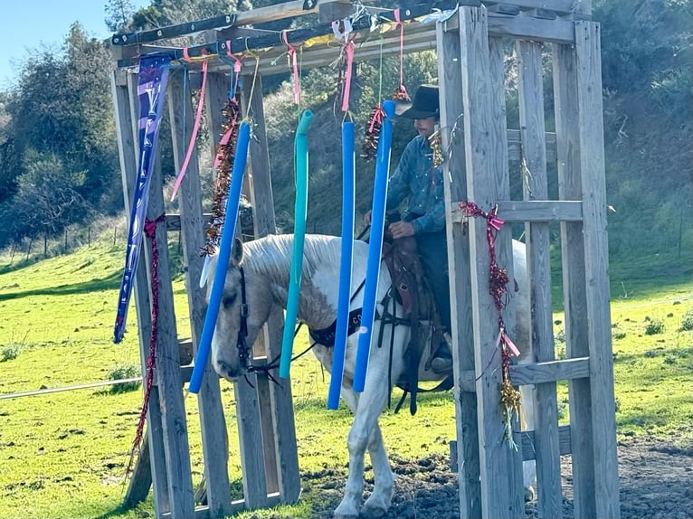 American Paint Horse Gelding 11 years 14,3 hh Tobiano-all-colors in Paicines CA