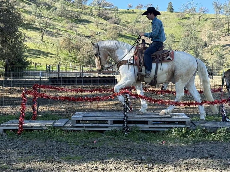 American Paint Horse Gelding 11 years 14,3 hh Tobiano-all-colors in Paicines CA