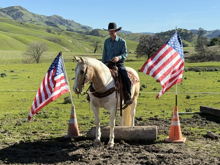 American Paint Horse Gelding 11 years 14,3 hh Tobiano-all-colors in Paicines CA