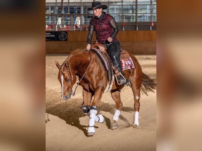American Paint Horse Gelding 11 years 15.1 hh Chestnut-Red in Bern