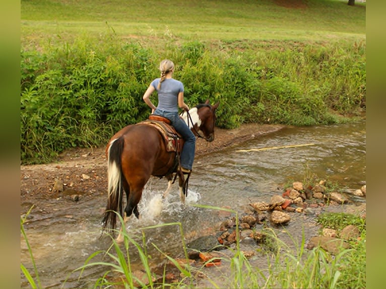 American Paint Horse Gelding 11 years 15.1 hh Tobiano-all-colors in Rusk