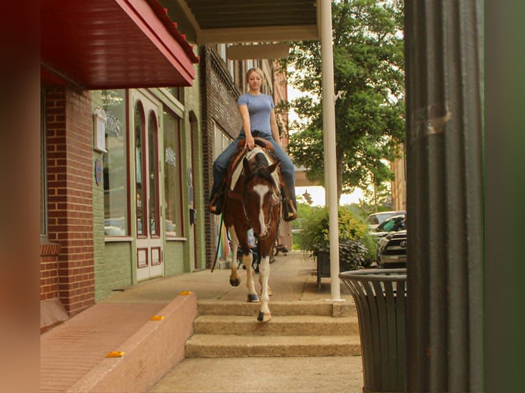 American Paint Horse Gelding 11 years 15.1 hh Tobiano-all-colors in Rusk