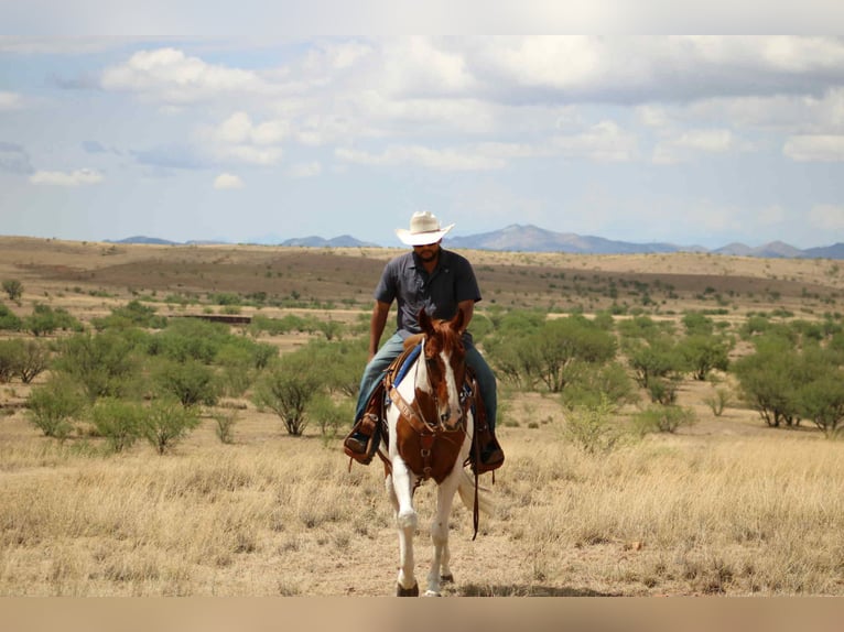 American Paint Horse Gelding 11 years 15,1 hh Tobiano-all-colors in Nogales AZ