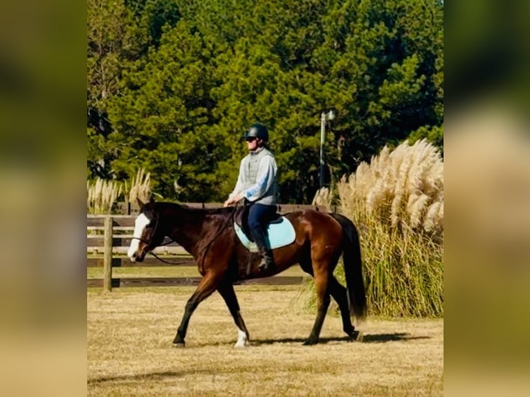 American Paint Horse Gelding 11 years 15.2 hh Bay in Johnston