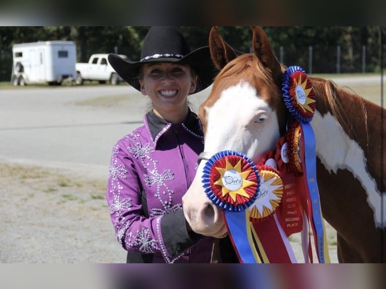 American Paint Horse Gelding 11 years 15 hh Pinto in Ocala