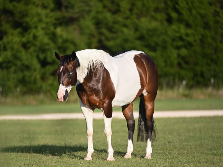 American Paint Horse Gelding 11 years 15 hh Pinto in Waco