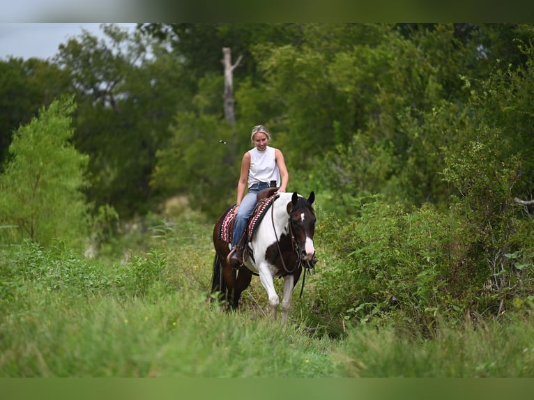 American Paint Horse Gelding 11 years 15 hh Pinto in Waco