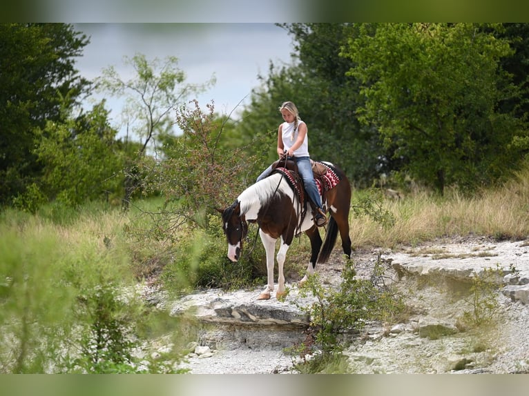 American Paint Horse Gelding 11 years 15 hh Pinto in Waco