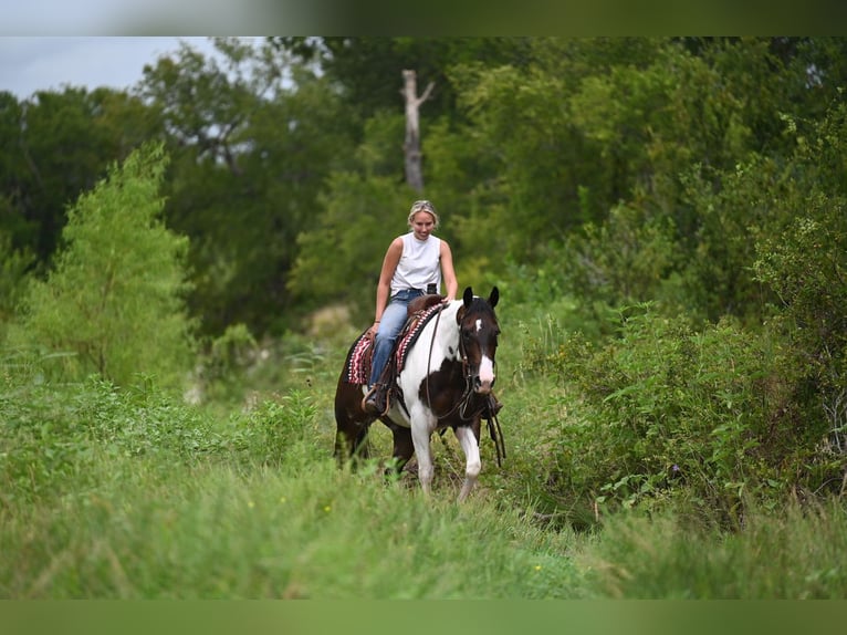 American Paint Horse Gelding 11 years 15 hh Pinto in Waco