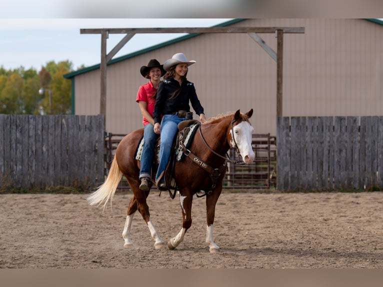 American Paint Horse Gelding 11 years 15 hh Sorrel in Nevis