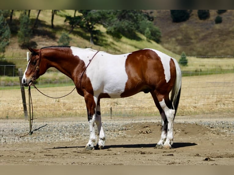 American Paint Horse Gelding 11 years 15 hh Tobiano-all-colors in Tres Pinos