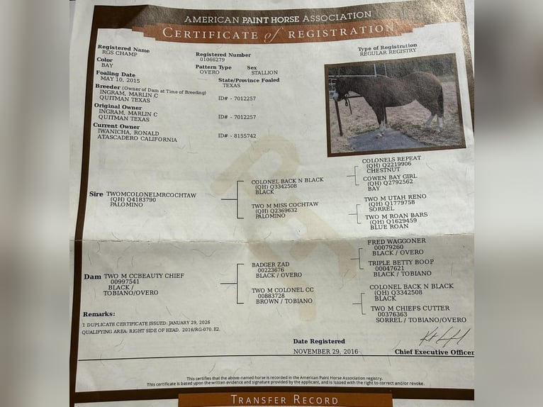 American Paint Horse Gelding 11 years 15 hh Tobiano-all-colors in Tres Pinos