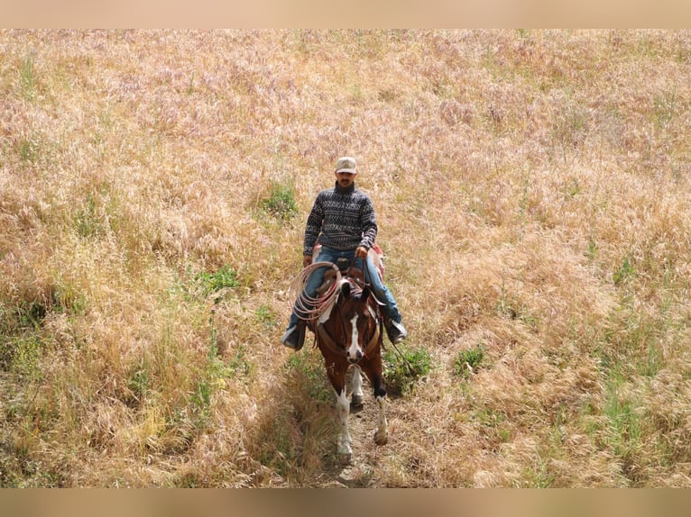 American Paint Horse Gelding 11 years 15 hh Tobiano-all-colors in Tres Pinos