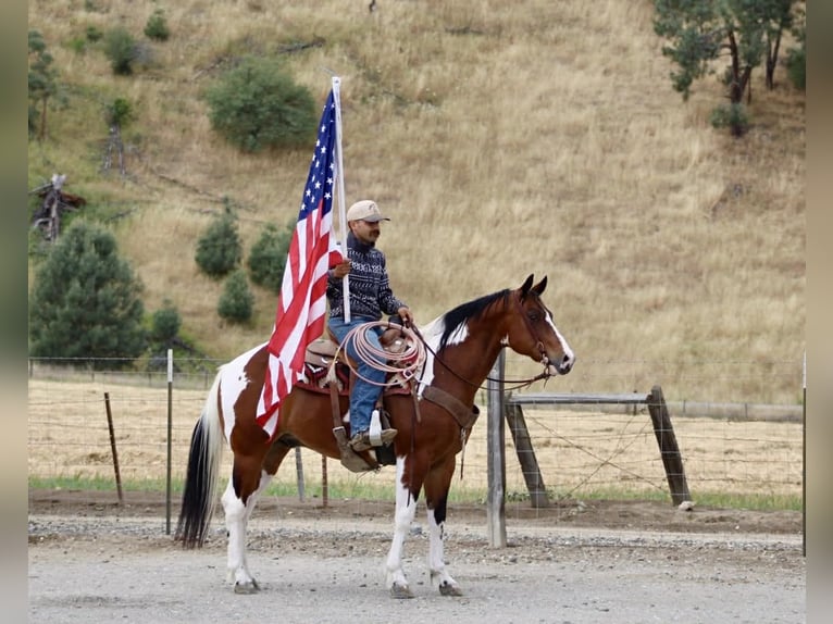 American Paint Horse Gelding 11 years 15 hh Tobiano-all-colors in Tres Pinos