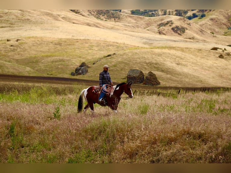 American Paint Horse Gelding 11 years 15 hh Tobiano-all-colors in Tres Pinos