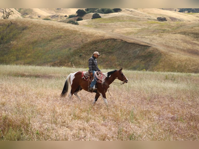 American Paint Horse Gelding 11 years 15 hh Tobiano-all-colors in Tres Pinos