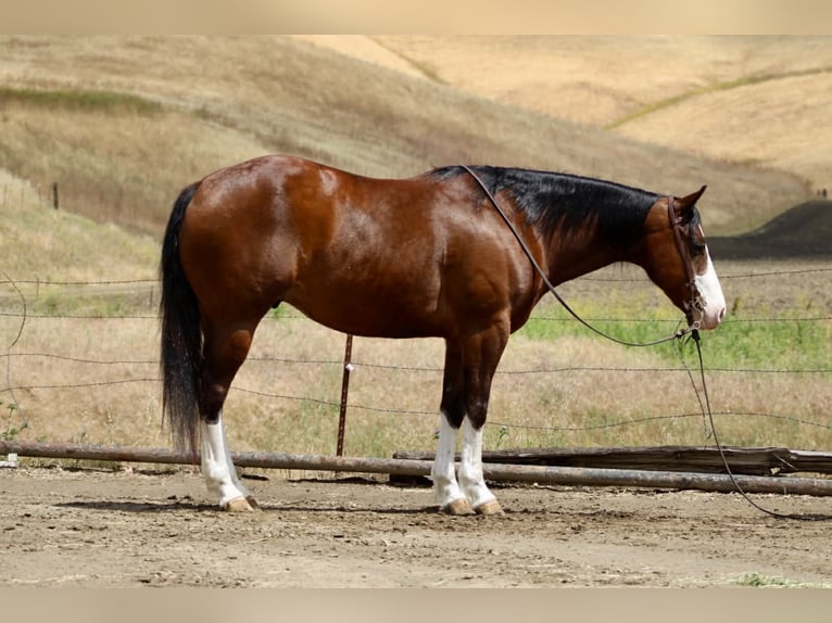 American Paint Horse Gelding 11 years 15 hh Tobiano-all-colors in Tres Pinos