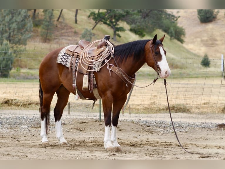 American Paint Horse Gelding 11 years 15 hh Tobiano-all-colors in Tres Pinos