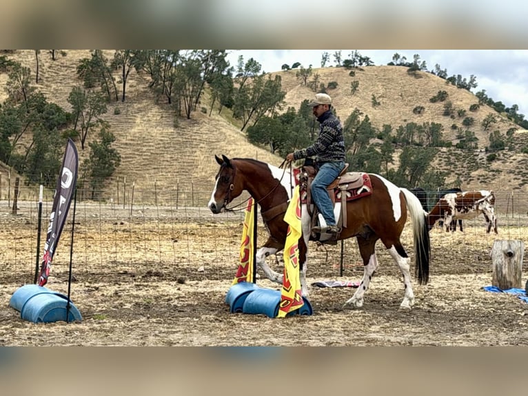 American Paint Horse Gelding 11 years 15 hh Tobiano-all-colors in Tres Pinos