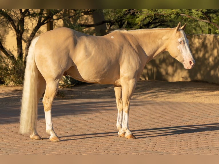 American Paint Horse Gelding 11 years 15,1 hh Palomino in Cave Creek, AZ