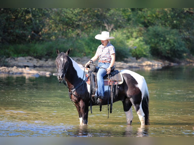 American Paint Horse Gelding 11 years 15,1 hh Pinto in Clarion