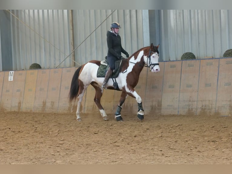American Paint Horse Gelding 11 years 15,1 hh Pinto in Neustadt (Wied)