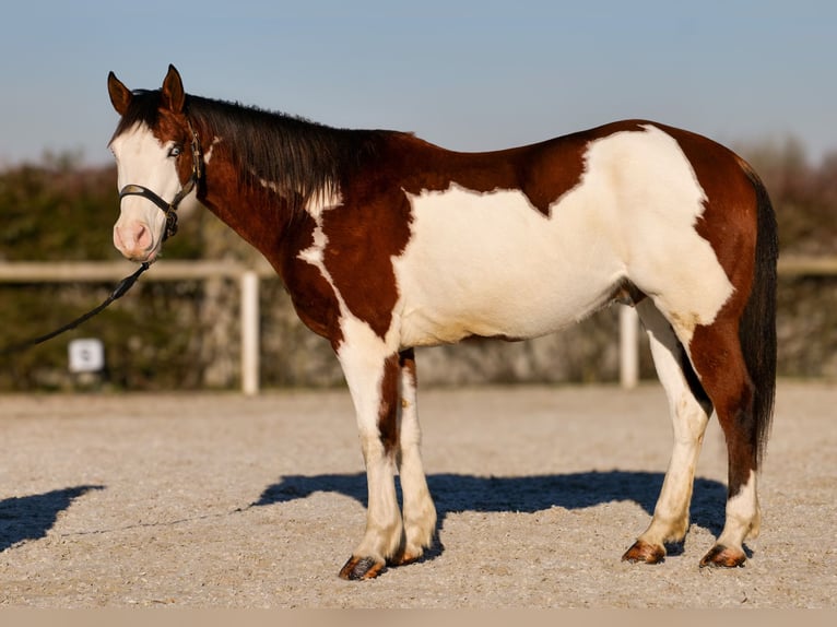 American Paint Horse Gelding 11 years 15,1 hh Pinto in Neustadt (Wied)
